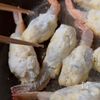 【明太味噌マヨエビじゃが】節約/クリスマスにの工程6