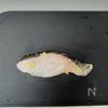 発酵せいろアクアパッツァと和イタリアンつけ麺の工程1