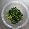 菜の花とツナの爽やかレモンマリネ。の工程3
