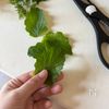 お餅が食べられなくても！１歳からの「柏もち風おにぎり」の工程2