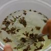 レンジで簡単！爽やかノンアルモヒート風ゼリーの工程5