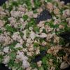 種もまるごと。ピーマンのガパオライスの工程2