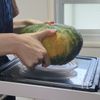 【かぼちゃの仕込み】こんな使い方、便利です（動画あり）の工程1