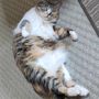 ゆた