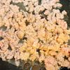 ふわ玉そぼろあんの工程5