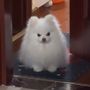 ケ