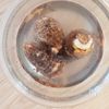 バター・小麦粉なし!鶏もも肉と里芋の和風シチューの工程1