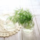 ほんのり甘いハーブ「ディル」を使ったおすすめレシピ
