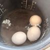 炊飯器で簡単！【温泉卵の作り方】の工程2