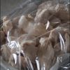 【しっとりササミのユッケ丼】味噌コチュジャンで一味違う。の工程3