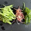 和えるだけ！【切り干し大根と香味野菜の無限サラダ】の工程2