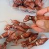 だしが染みる！ほたるいかとなすの揚げ出しの下準備