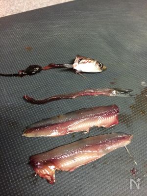 自家製アンチョビ By 田口恵美 レシピサイト Nadia ナディア プロの料理家のおいしいレシピ