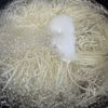 野菜たっぷりスパサラ風そうめんの工程3