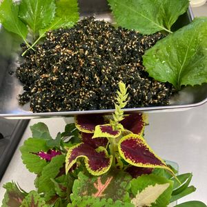 そら・ゆずの作ってみた!投稿(大葉（紫蘇）の佃煮)