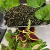 そら・ゆずの作ってみた!投稿(大葉(紫蘇)の佃煮)