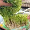 豚バラ肉とたっぷり野菜の重ね蒸しの工程1