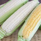 知ってる？「白いとうもろこし」と「黄色いとうもろこし」の違い