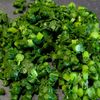 大根菜活用【梅ちりめん菜飯】〆飯にも♡の工程2