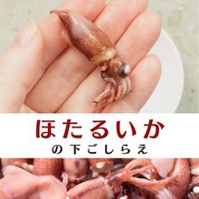 【旬の食材】ほたるいかの下ごしらえ【動画&音声解説】