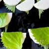 切って漬けるだけ！【長芋しそ漬け】の工程4