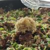 【ぎょうざの中身丼】食べたらおなじ？包まない新しいぎょうざの工程5