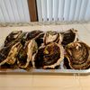 冷めても美味しい!サクッとあがる【岩牡蠣フライ!】今が旬ですの下準備