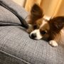 うぉる