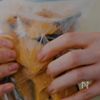 かぼちゃと豚しゃぶのしょうがポン酢がけの工程1