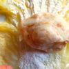 冬に食べたい♪鶏むね白菜ロールの工程8