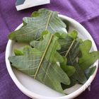 【レンジで作る和菓子】もっちもちでみんな大好き！柏餅を作ろう！