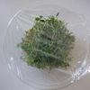 レンジで簡単♪豆苗のチャプチェ【週末の作りおきおかず】の工程3