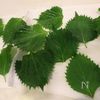 【大葉のピリ辛にんにく漬け】大葉の大量消費に!の工程1