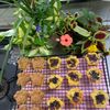 そら・ゆずの作ってみた!投稿(【スイートポテトタルト】時短が叶う!)