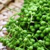 【保存版】季節の手仕事で作る山椒ジェノベーゼソースとパスタの下準備
