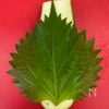 茄子と大葉の《サクサク♡肉巻きフライ》の工程1