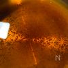 片栗粉いらず！米粉でとろみをつけるきのこ卵あんかけうどんの工程1