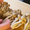 豆たっぷり!【のり塩バターめんつゆきのこ】レンジ5分/常備菜の工程1