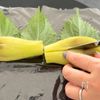 〖 簡単おしゃれ 〗秋茄子と明太クリチの大葉巻きの工程4