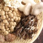秋の味覚！食卓に欠かせないきのこ5種