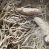 腸活にもいいヘルシーなごぼうとささみのサラダヨーグルト風味の下準備