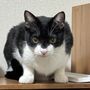 ともこ