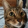 はづぽん
