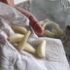 【実はこっそり大人気！】らっきょうの甘さ漬けの工程8