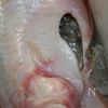 卵いっぱいの「赤かれいの親子煮」の下準備