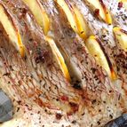 鯛のレモングリル《シンプルが美味しい》