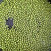 【実山椒の塩漬け】絶品調味料！茹で方〜アク抜きまでの工程2