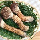 秋の味覚到来♪松茸の特徴と選び方