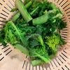 ビタミン&カルシウムたっぷり！菜の花のしらす和えの工程2