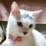 のりのり🐾🎀🤍